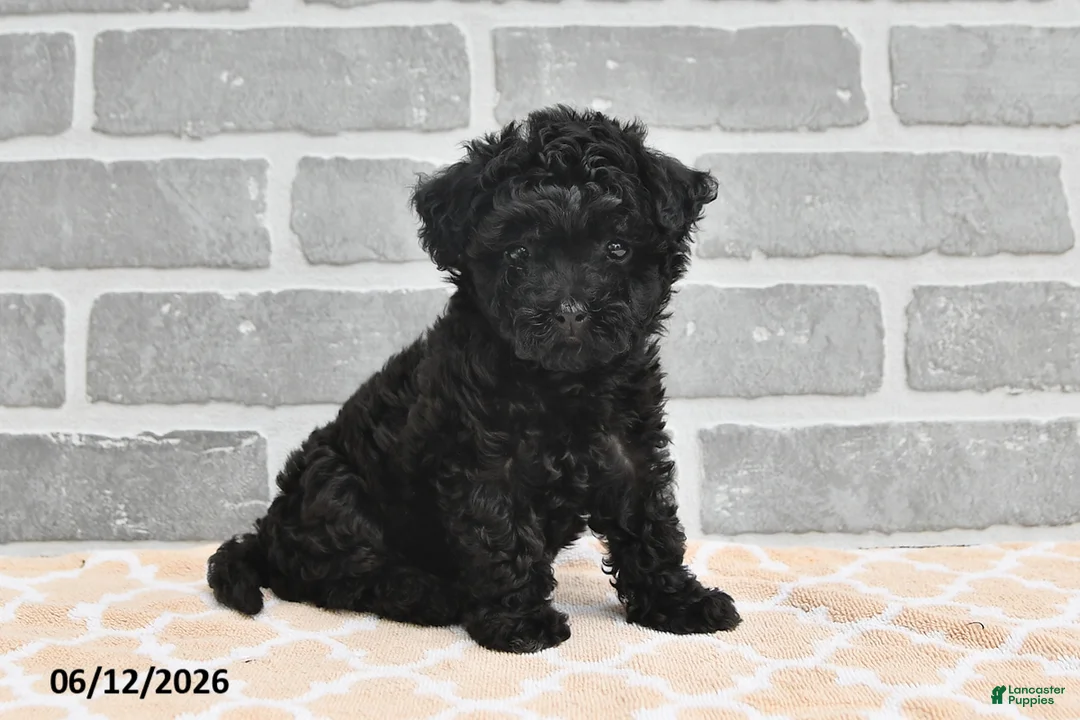 Maltipoo dogs for sale: Annie - Ad 1