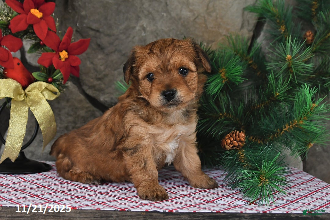 Yochon dogs for sale: Shorty - Ad 3