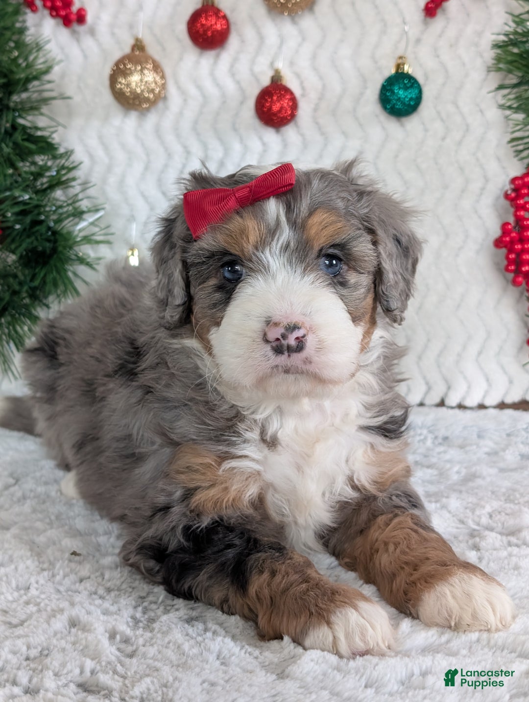 Mini Bernedoodle dogs for sale: Mini Niko  - Ad 27