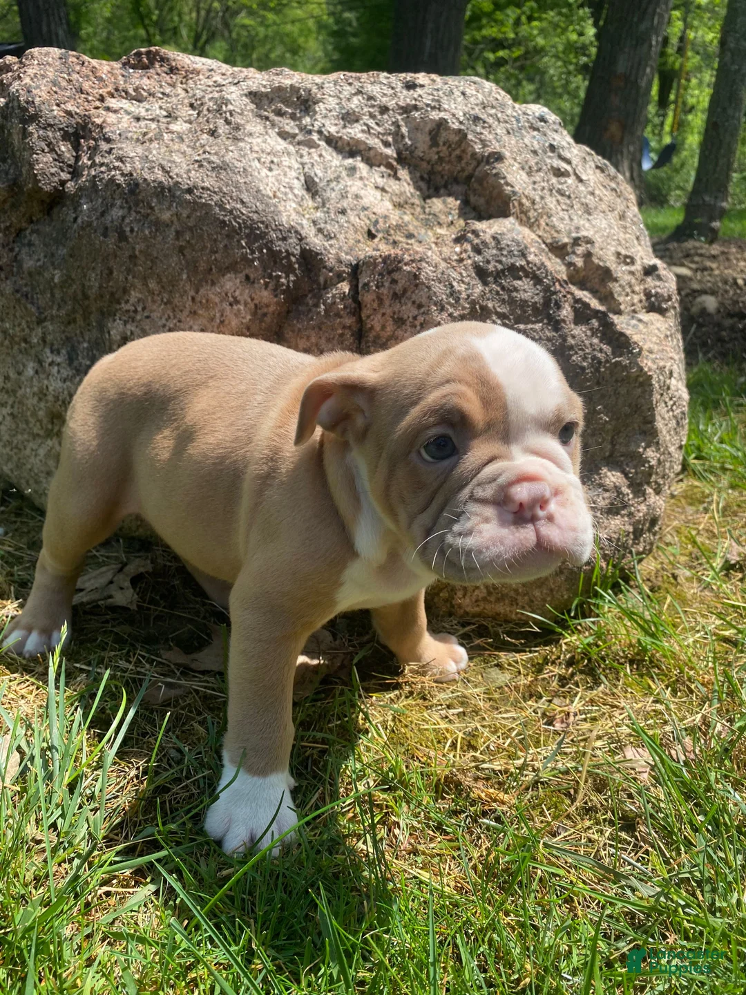Mixed Breed dogs for sale: Luna - Ad 5