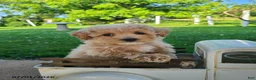 Bichpoo dogs for sale: Lucy - Ad 9