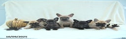 French Bulldog dogs for sale: Boone - Ad 8