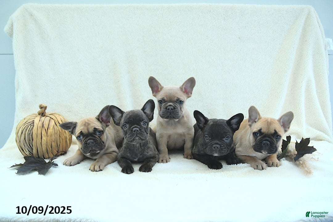 French Bulldog dogs for sale: Boone - Ad 8