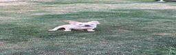 French Bulldog dogs for sale: French Bulldog Puppy 1 - Ad 4
