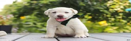 Labrador Retriever dogs for sale: Julep - Ad 6