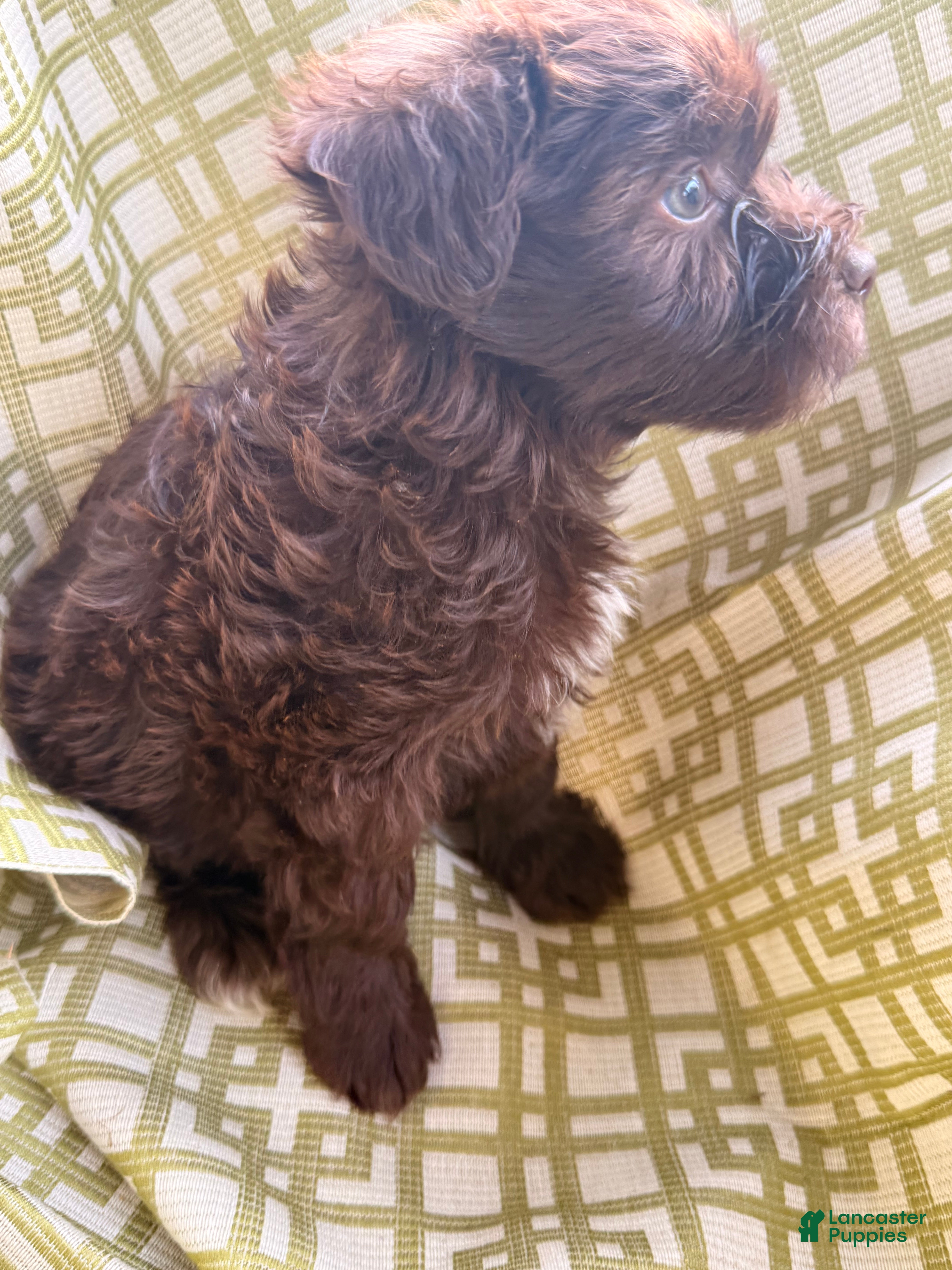 Miniature Poodle dogs Miniature Poodle Puppy 1 - Ad 42