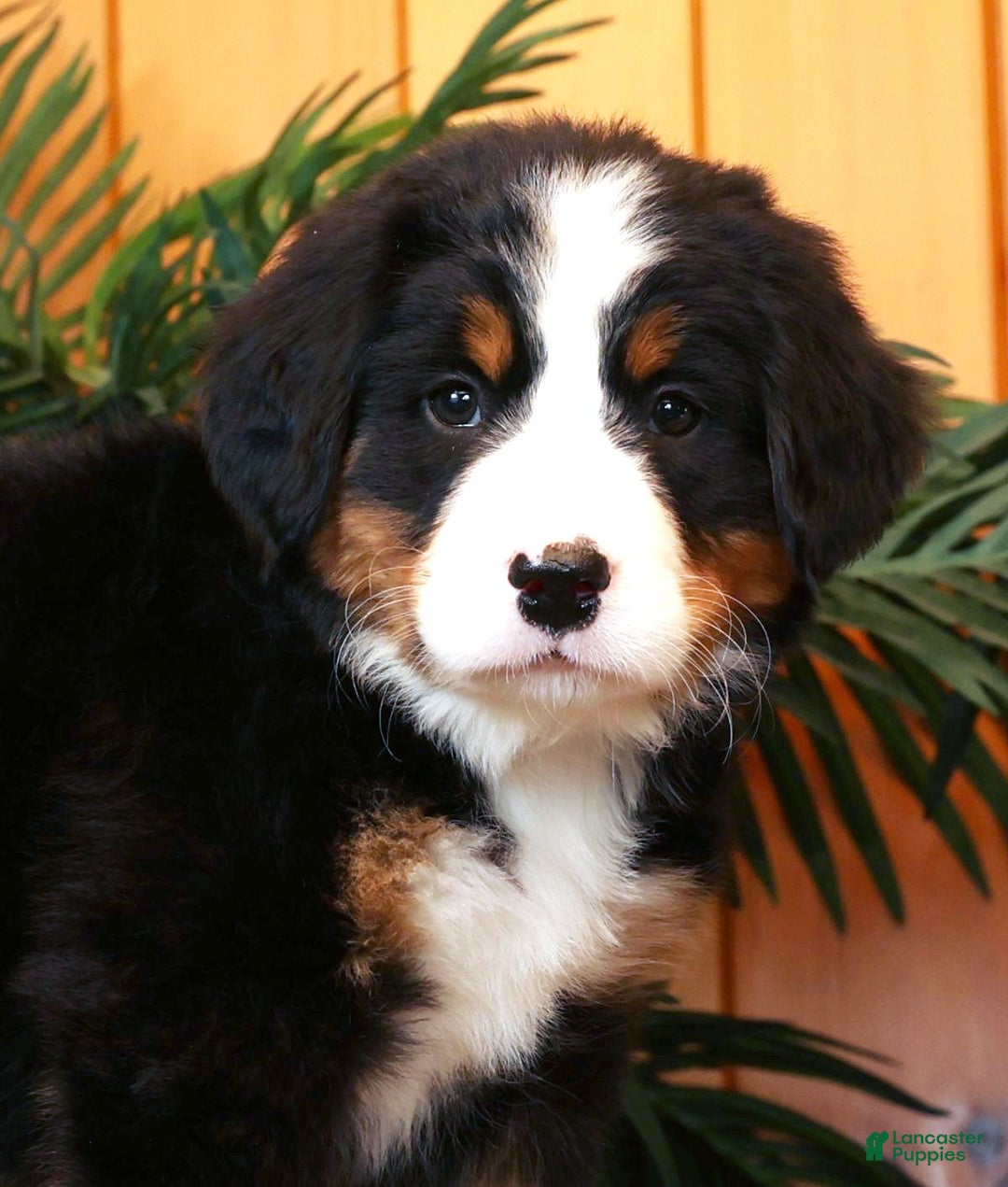 Bernese Mountain Dog dogs for sale: Jordan - Ad 9