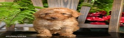 Toy Poodle dogs for sale: Wilbur - Ad 4