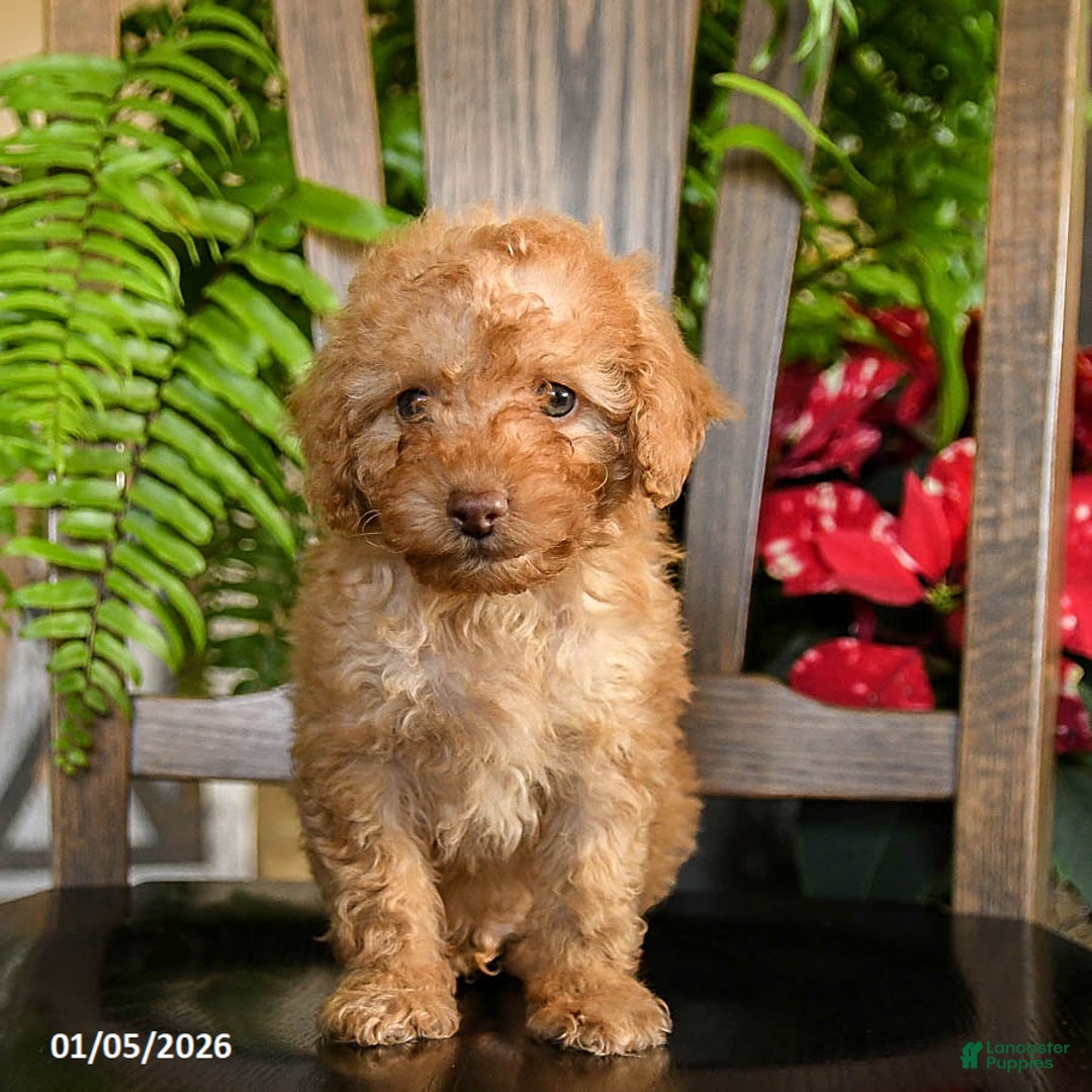 Toy Poodle dogs for sale: Wilbur - Ad 4