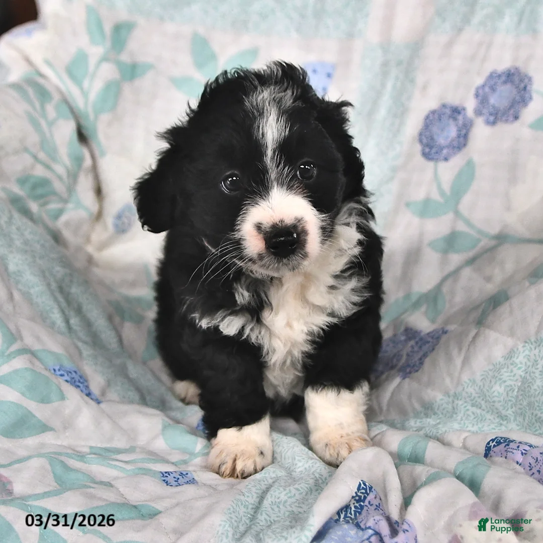 Mini Aussiedoodle dogs for sale: Naomi - Ad 2