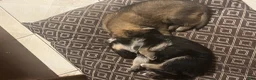 German Shepherd dogs for sale: German Shepherd 4 - Ad 7