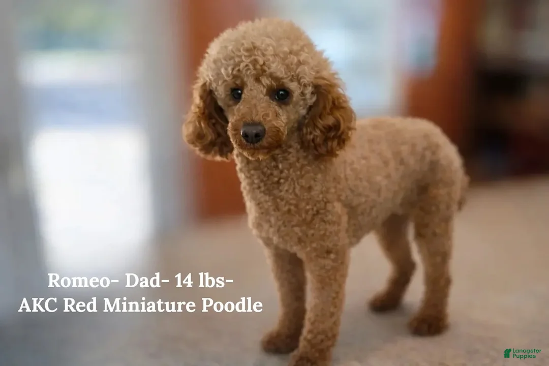 Mini Aussiedoodle dogs for sale: Birdie- F1B Mini AussieDoodle Girl in NC- Brown Phantom - Ad 4