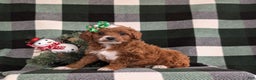 Cavapoo dogs for sale: Annaliese Hypoallergenic - Ad 5