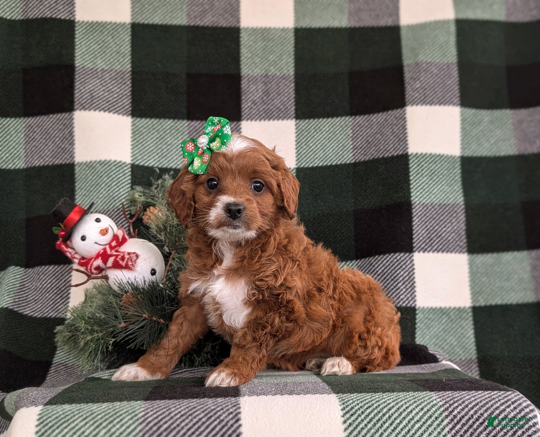 Cavapoo dogs for sale: Annaliese Hypoallergenic - Ad 5