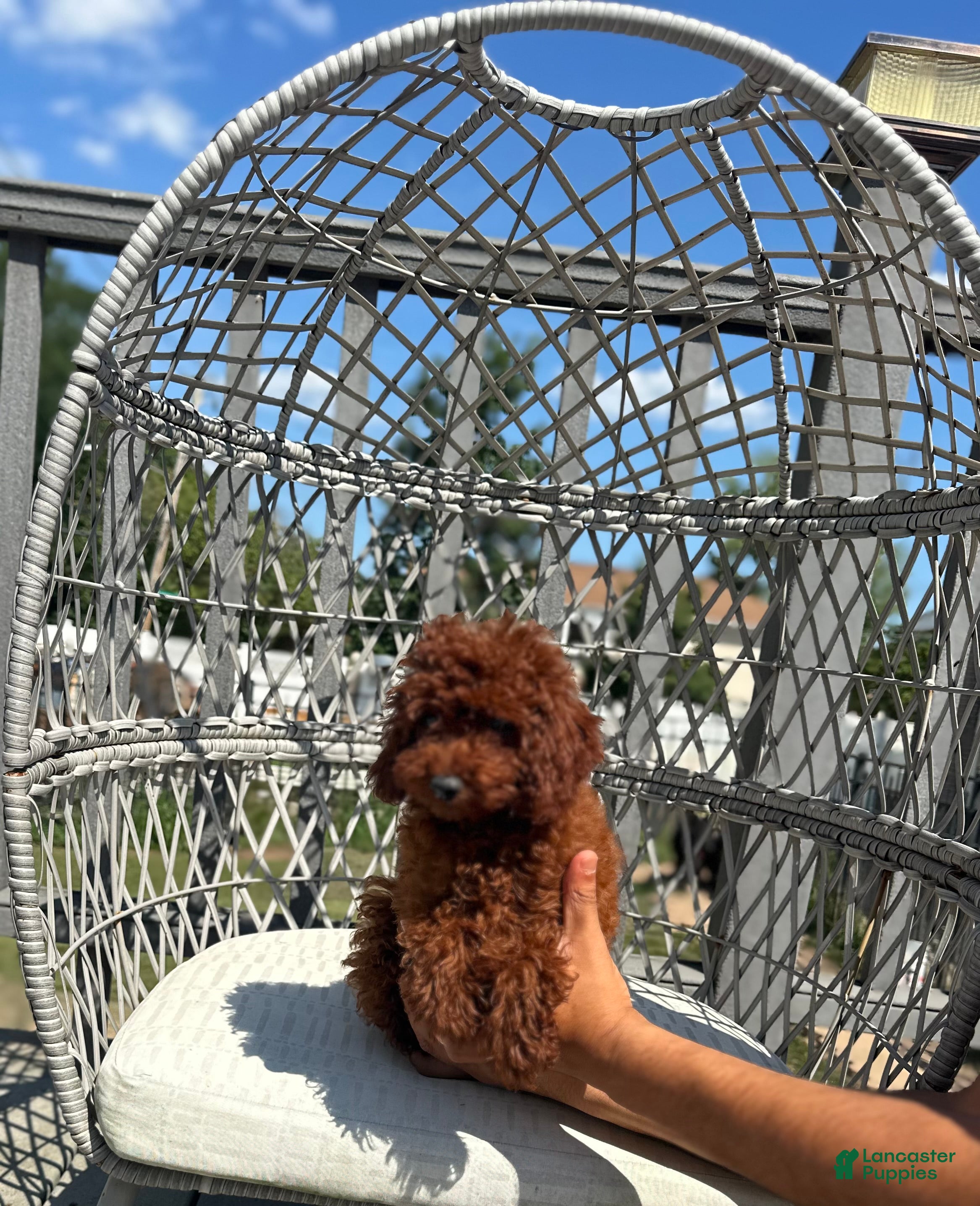 Toy Poodle dogs Toy Poodle Chinese bloodline  - Ad 2