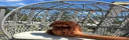 Toy Poodle dogs for sale: Toy Poodle Chinese bloodline  - Ad 2