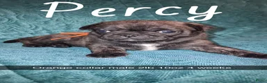 Percy