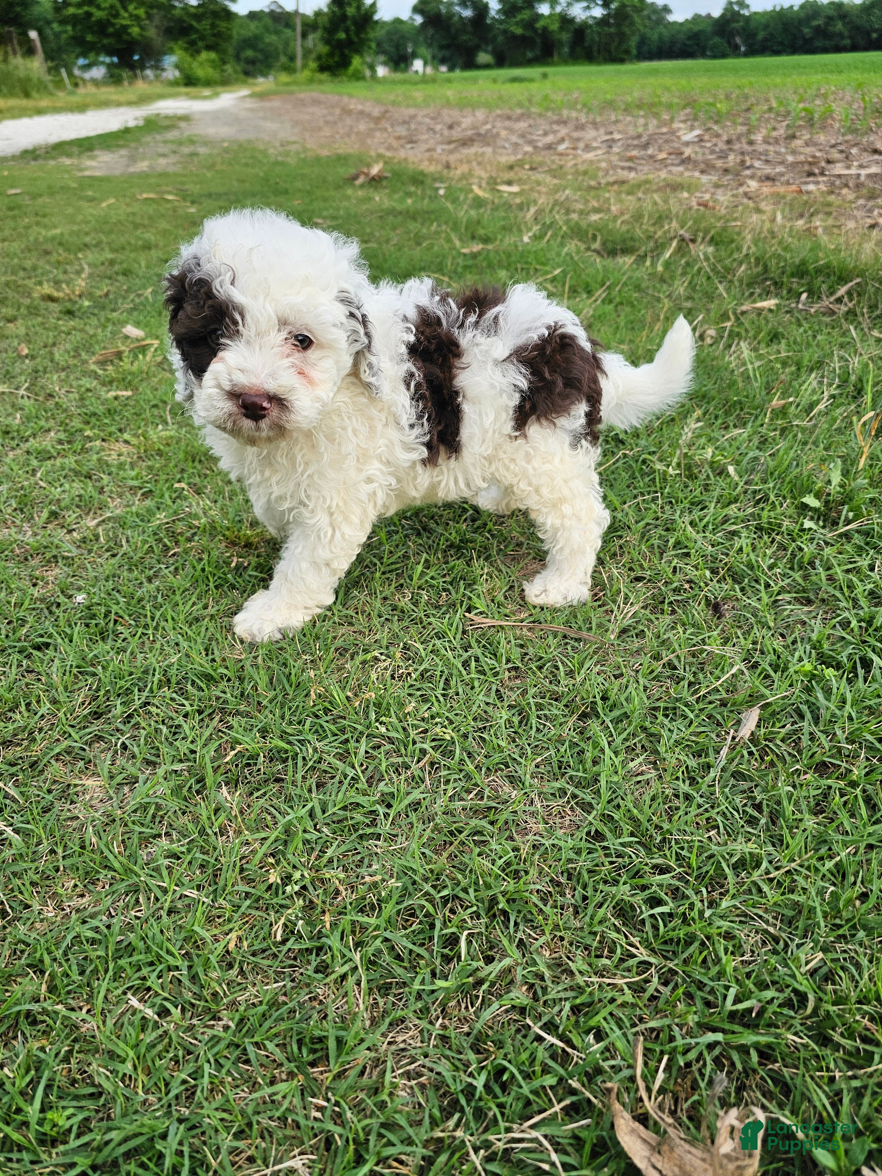 Mini Goldendoodle dogs Chip - Ad 2