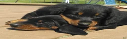 Dachshund dogs for sale: Lexi - Ad 9