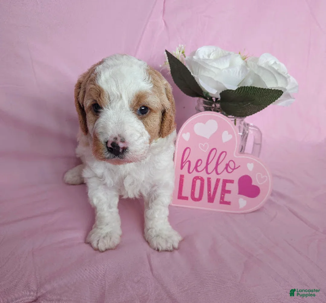 Cavapoo dogs for sale: Waffles - Ad 4