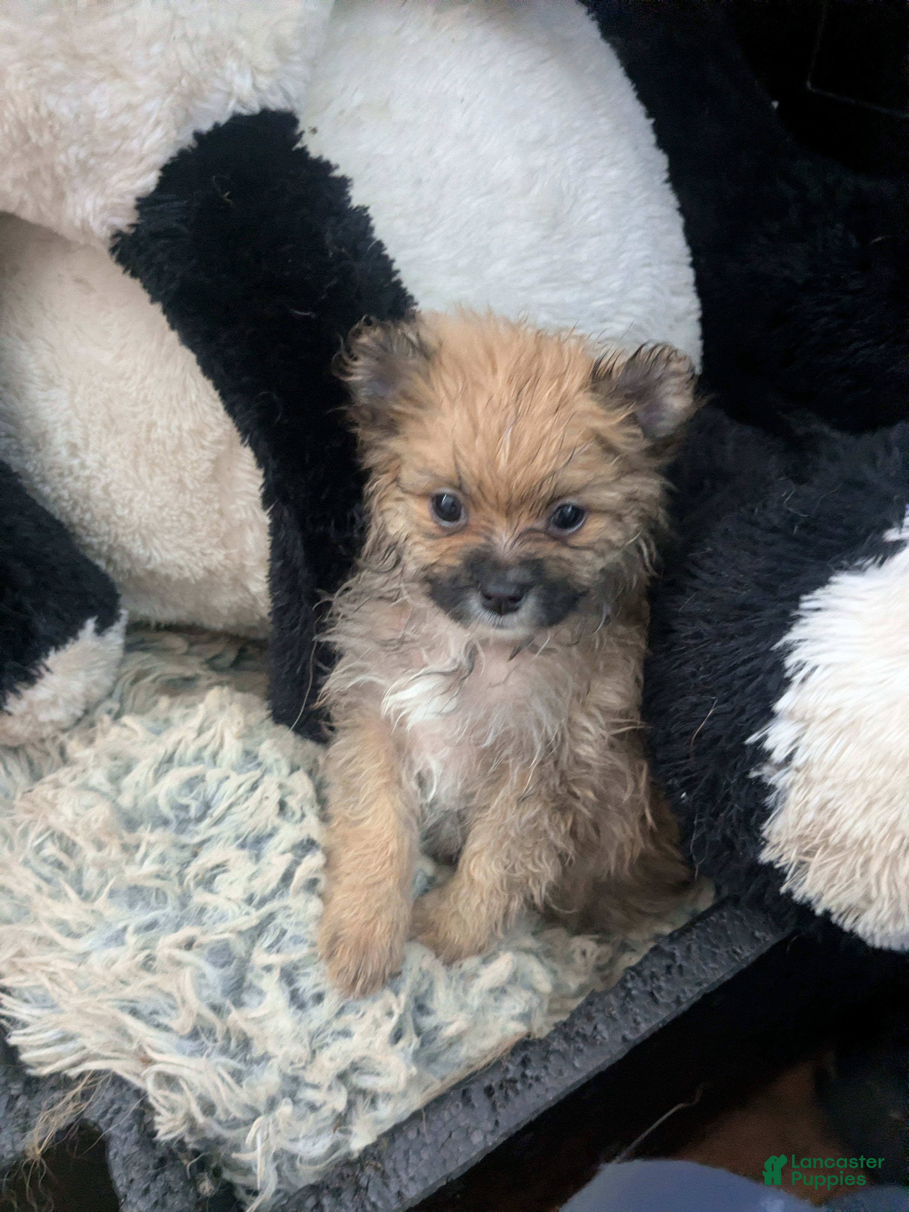 Mixed Breed dogs Mixed Breed 4 - Ad 9