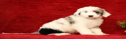 Sheepadoodle dogs for sale: Sophia - Ad 4