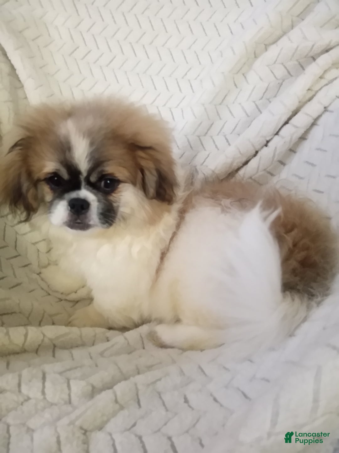Pekingese dogs for sale: Tao - Ad 9