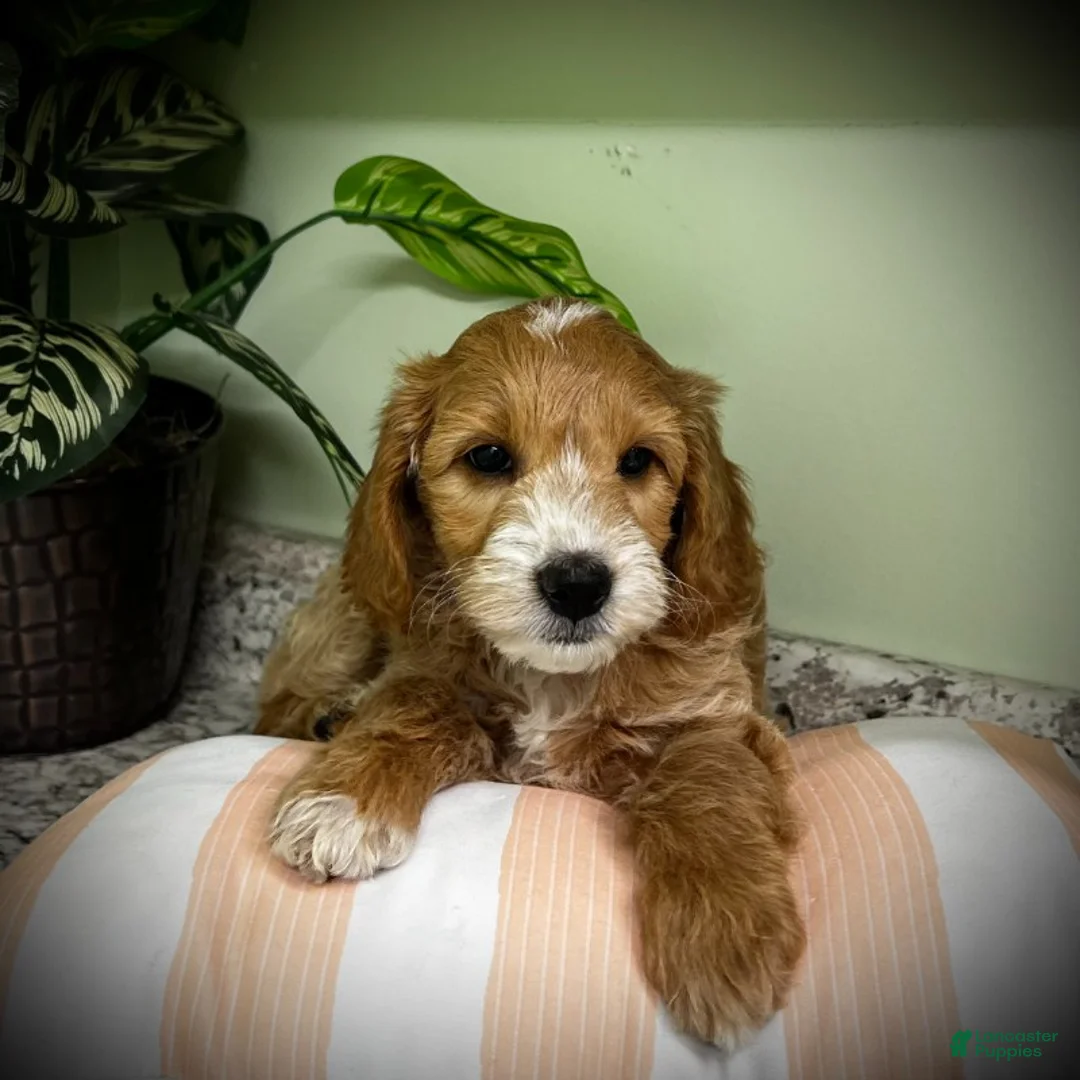 Mini Goldendoodle dogs for sale: Tango (Miniature Girl) - Ad 2