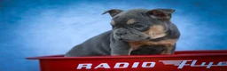 Frenchton dogs for sale: Peaches 🍑 — A Charming F2 Frenchton Puppy! - Ad 13