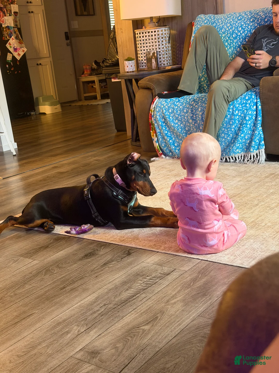 Doberman Pinscher dogs for sale:  Puppy 1 - Ad 4