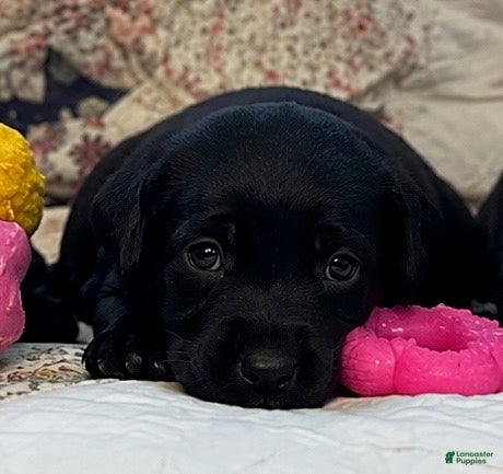 Labrador Retriever dogs Girl 3 - Ad 39