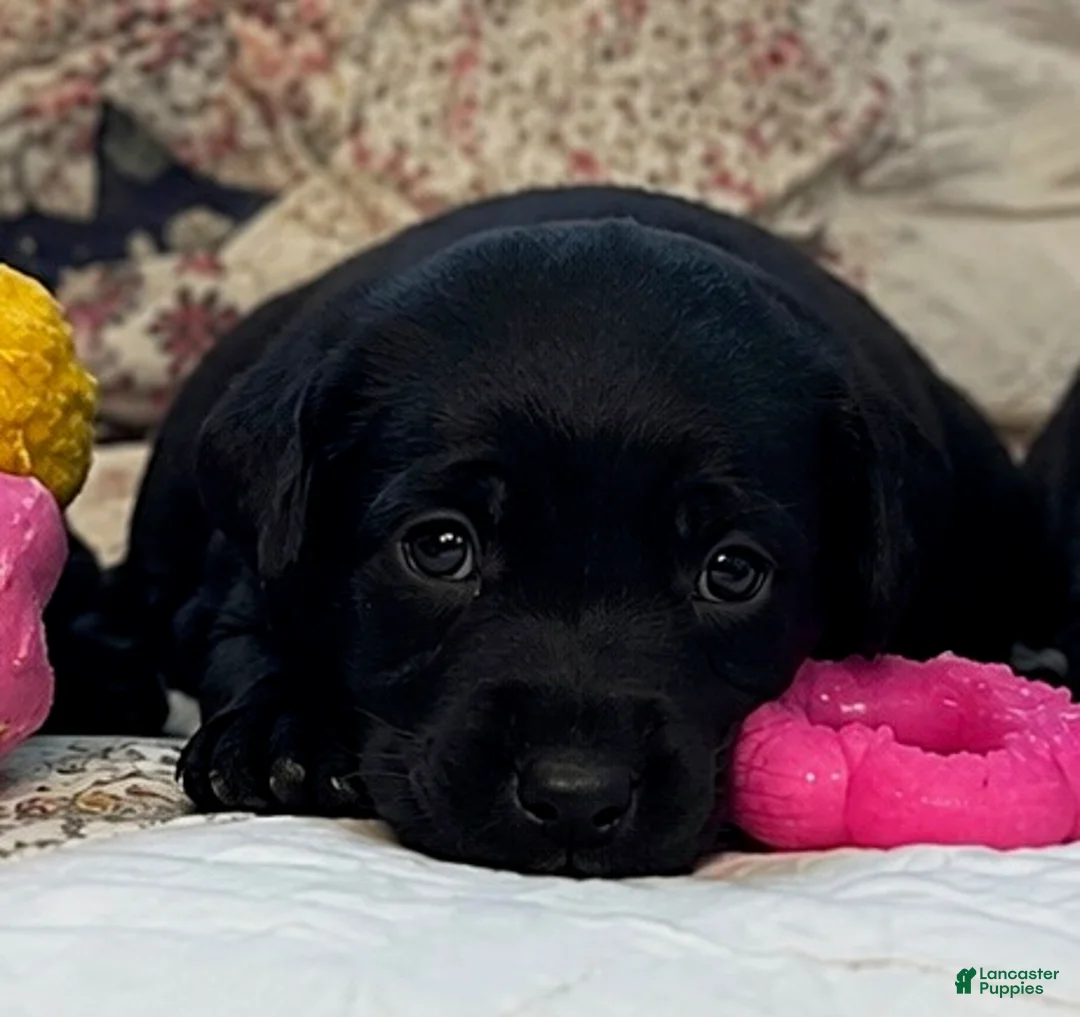 Labrador Retriever dogs for sale: Girl 3 - Ad 1