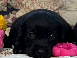 Labrador Retriever dogs Girl 3 - Ad 39