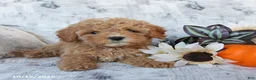Cavapoo dogs for sale: Pixie - Ad 3