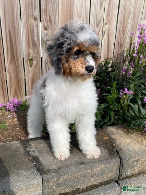 Mini Bernedoodle dogs Jade - Ad 1