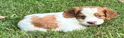 Brittany Spaniel dogs for sale: Hawkeye Boy 1 - Ad 2
