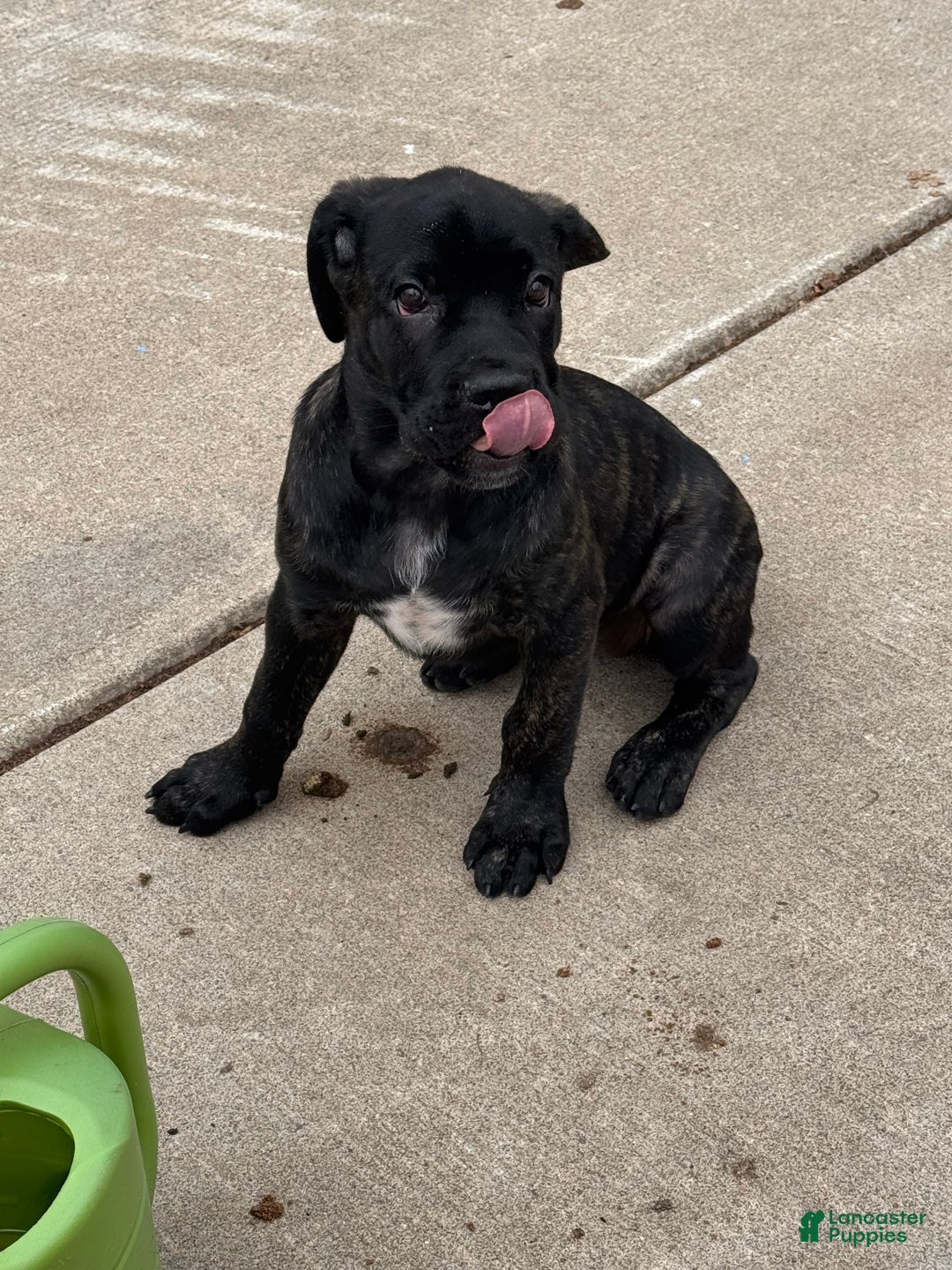 Cane Corso litter of puppies for sale in Buffalo Lancaster Puppies