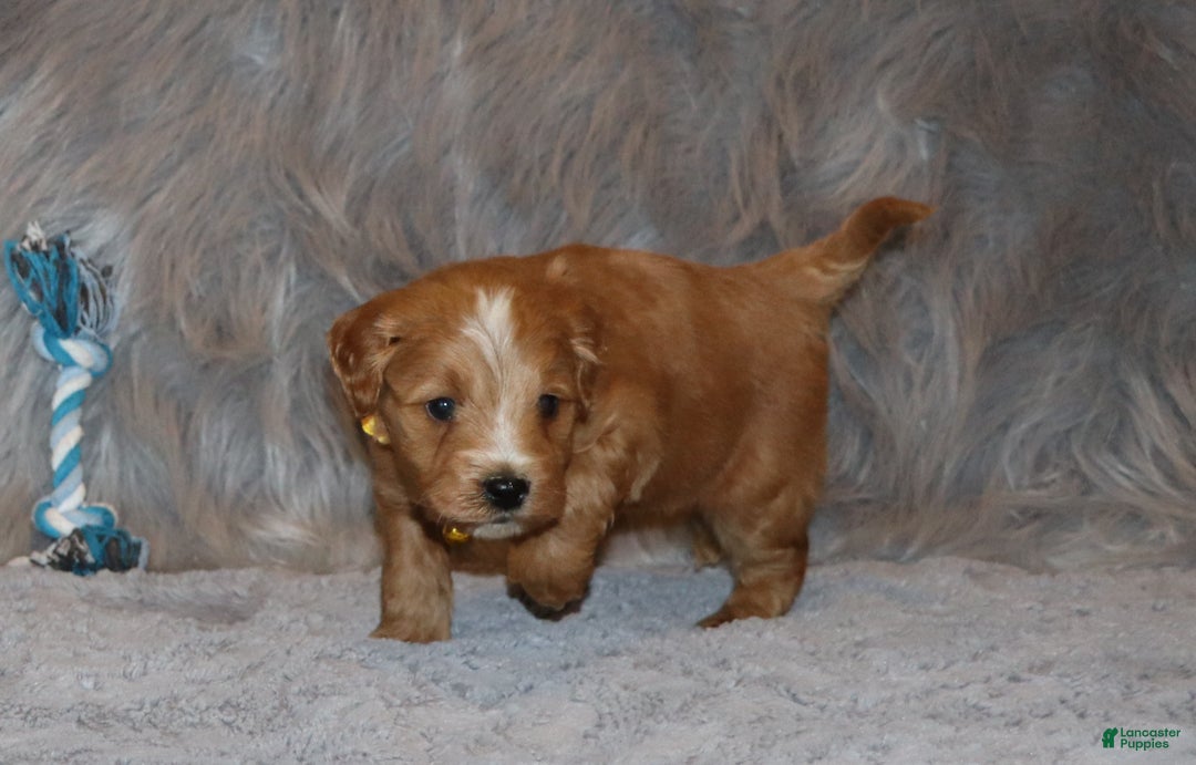 Mini Goldendoodle dogs for sale: Winslow 💙👨‍👨‍👧‍👦💞🐕 - Ad 3