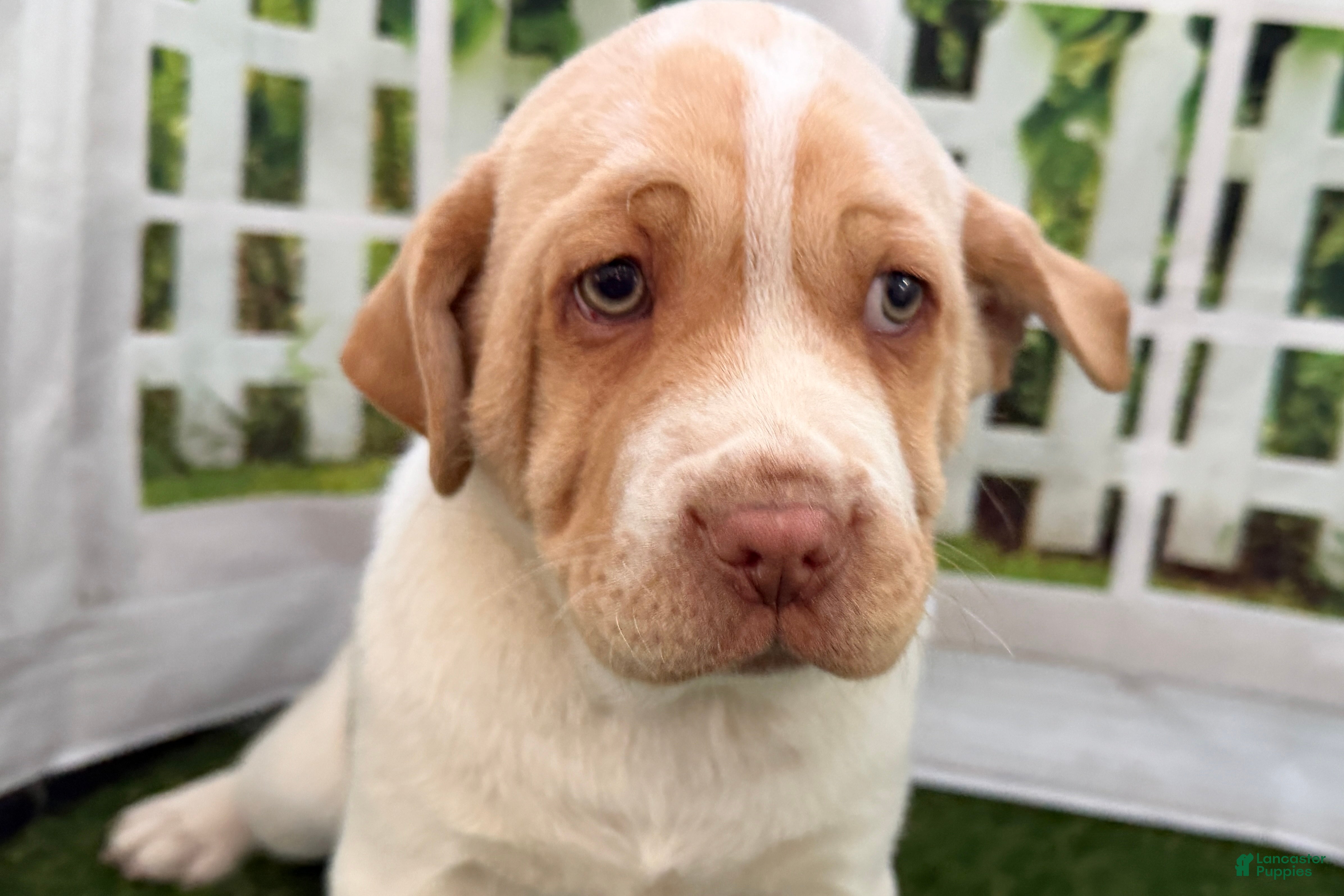 Mixed Breed dogs Mixed Breed Puppy 1 - Ad 2