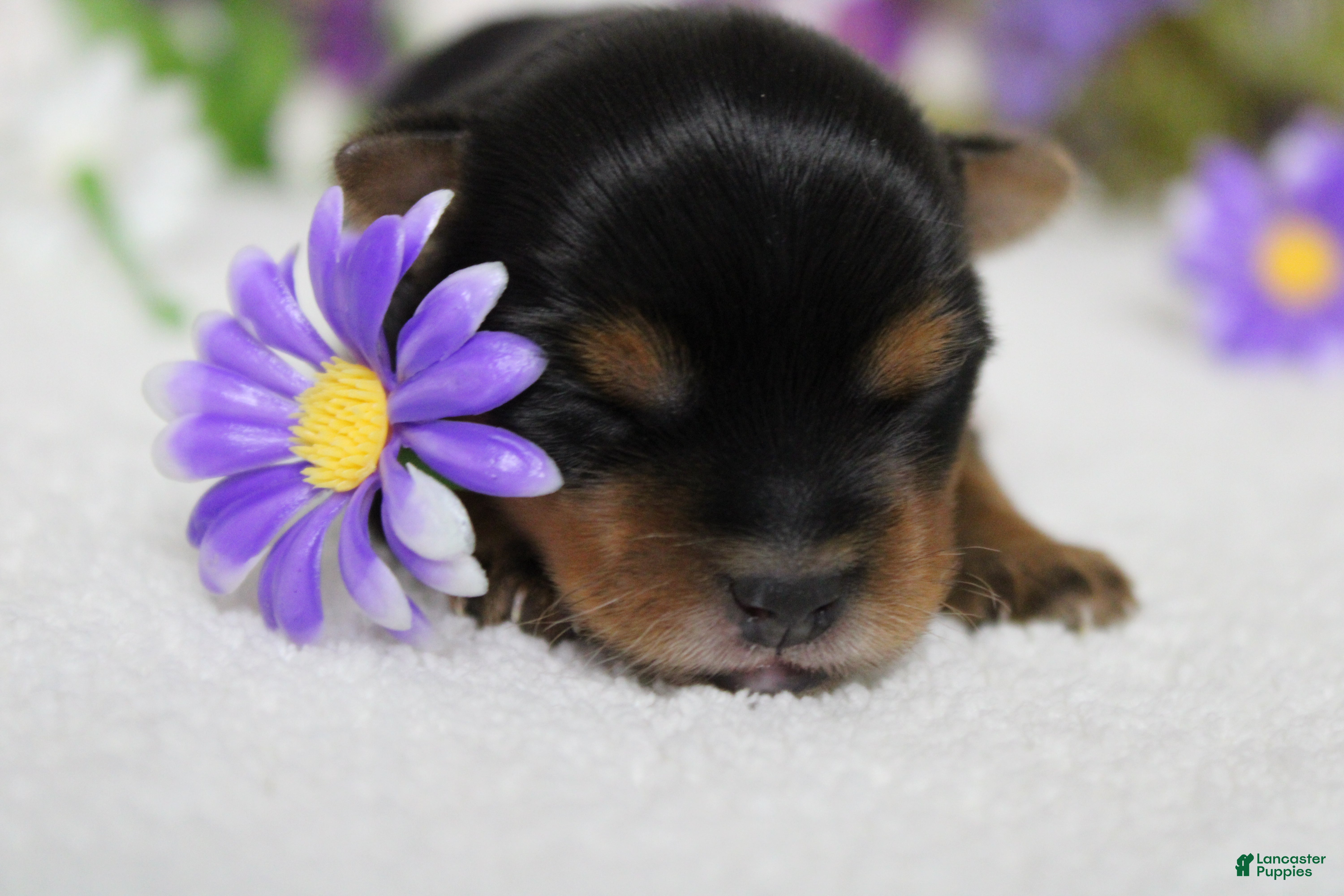 Yorkshire Terrier dogs Penny  - Ad 10