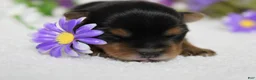 Yorkshire Terrier dogs for sale: Penny  - Ad 1