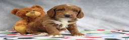 Mini Goldendoodle dogs for sale: Clinton - Ad 4