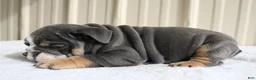 English Bulldog dogs for sale: Bailey  - Ad 10