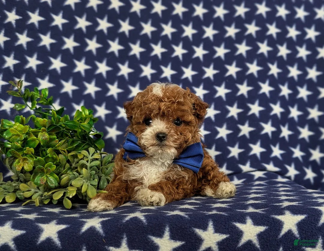 Toy Poodle dogs for sale: Easton - Ad 7