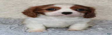 Cavalier King Charles Spaniel 1