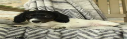 Miniature Dachshund dogs for sale: Oakley - Ad 3