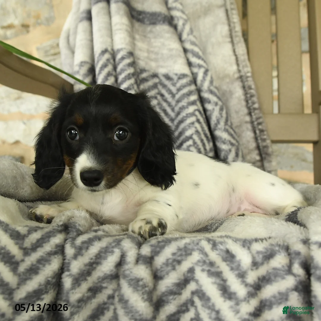 Miniature Dachshund dogs for sale: Oakley - Ad 3