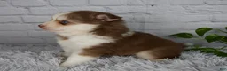 Pomsky dogs for sale: Quincy - Ad 2