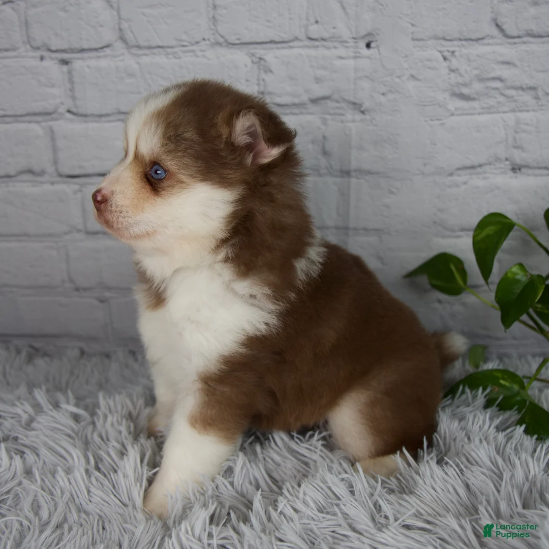 Pomsky dogs for sale: Quincy - Ad 2