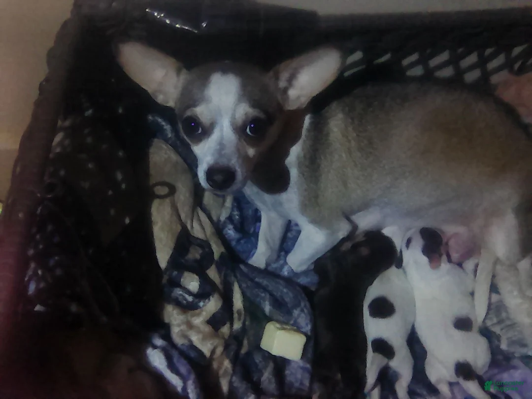Chorkie dogs for sale: Chorkie 1 - Ad 2